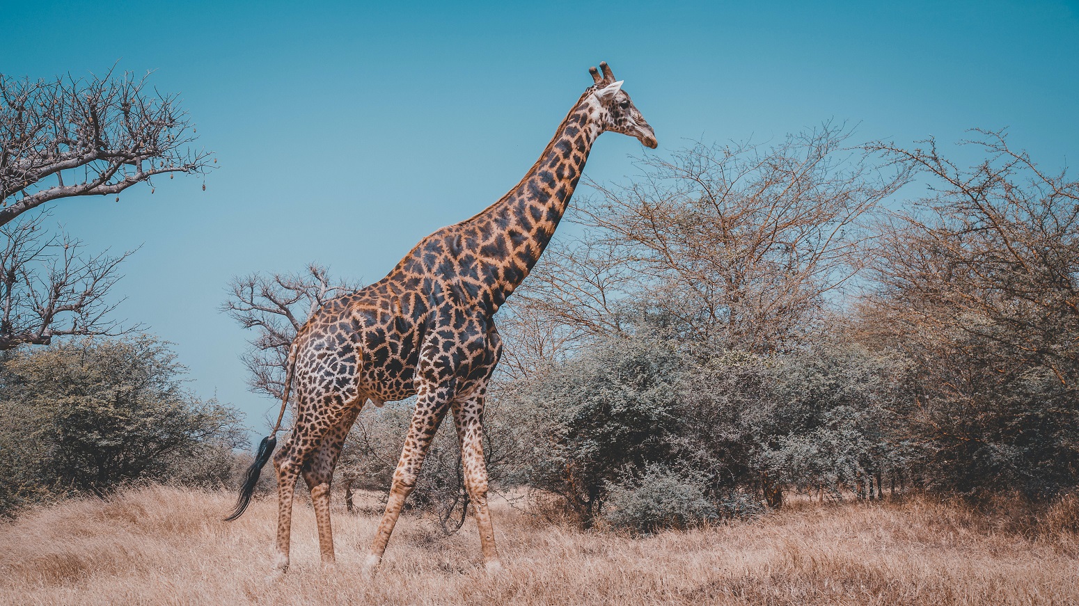 safari senegal